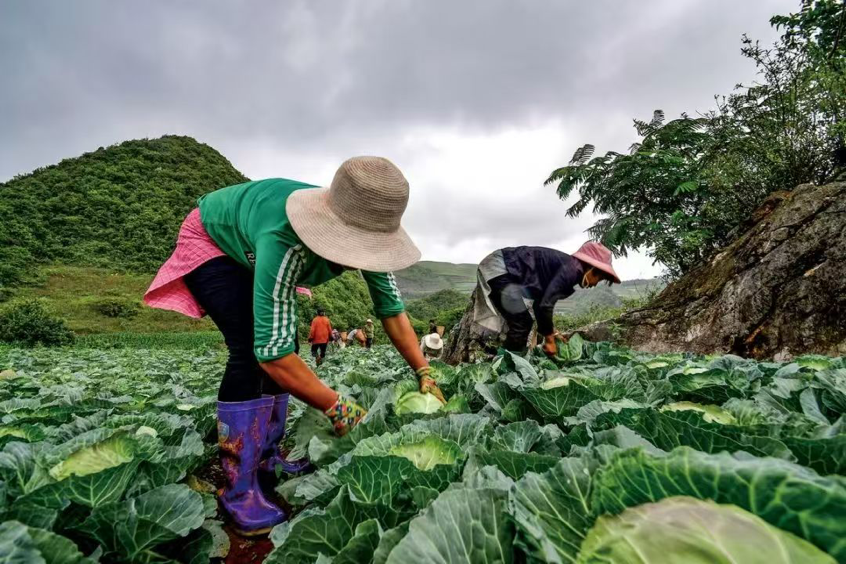 1765434598840527.png 杨凌绿阳高新农业发展有限责任公司