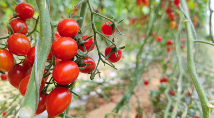 杨凌绿阳高新农业发展有限责任公司