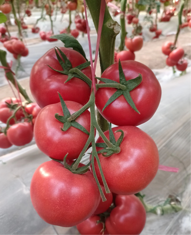 杨凌绿阳高新农业发展有限责任公司