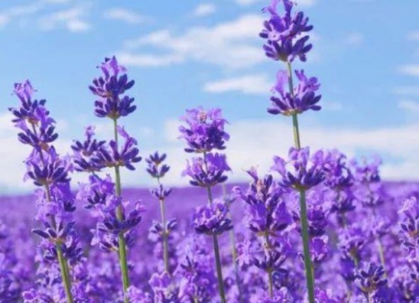 1765443273924699.jpg 陕西文华建筑景观工程有限公司