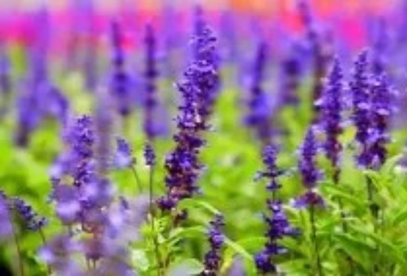 1765443277259936.jpg 陕西文华建筑景观工程有限公司