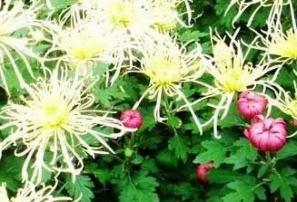 1765443302819133.jpg 陕西文华建筑景观工程有限公司