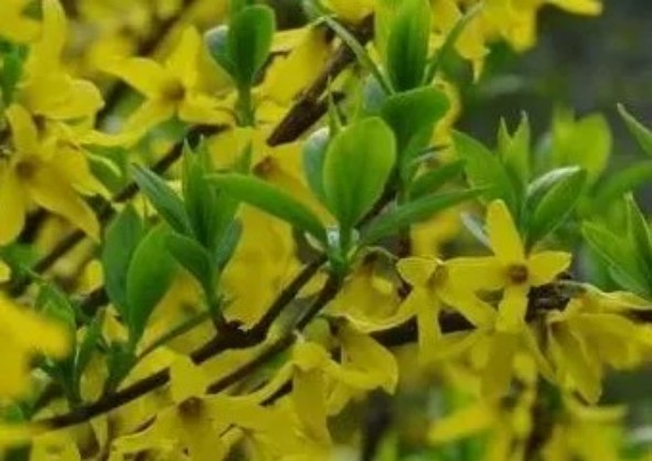 1765443313424453.jpg 陕西文华建筑景观工程有限公司