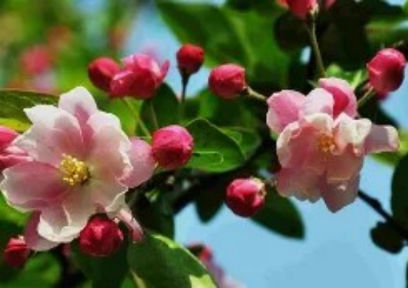 1765443331605313.jpg 陕西文华建筑景观工程有限公司