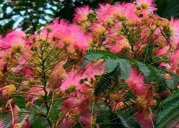 1765443373242993.jpg 陕西文华建筑景观工程有限公司