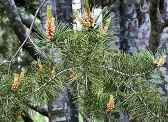 1765443382553728.jpg 陕西文华建筑景观工程有限公司