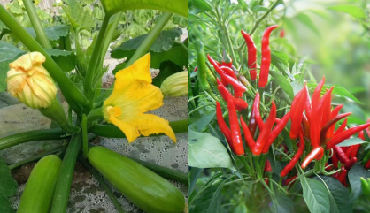 1765955302918053.png 杨凌绿阳高新农业发展有限责任公司