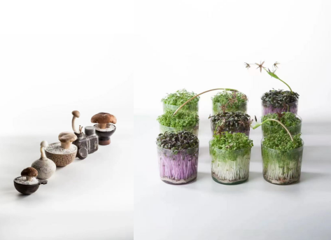 1765955530244665.png 杨凌绿阳高新农业发展有限责任公司