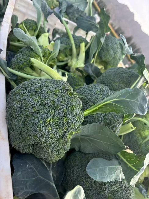 杨凌绿阳高新农业发展有限责任公司