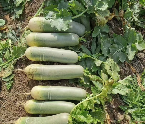 杨凌绿阳高新农业发展有限责任公司