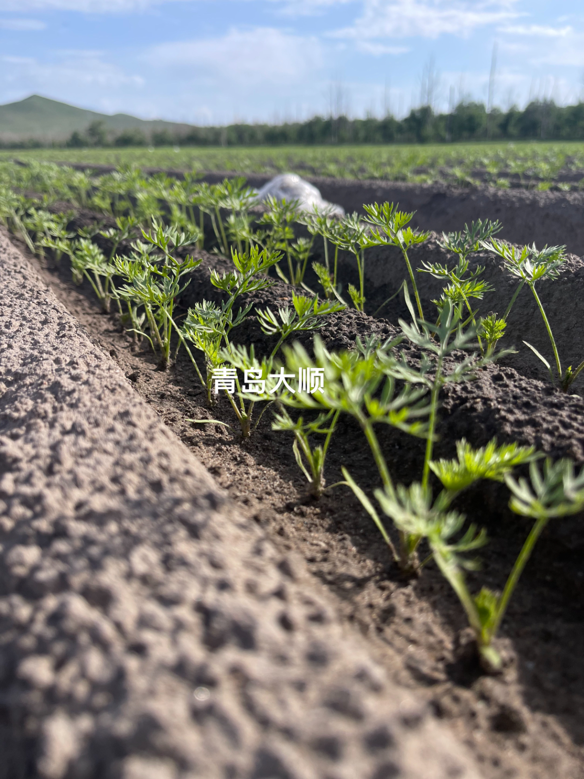 1767171124833852.jpg 胡萝卜播种机