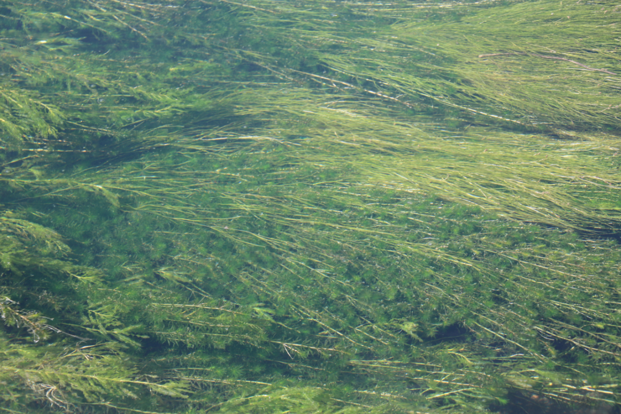 1767753793970832.png 底泥洗脱技术为河湖生态恢复提供了基于自然的解决方案