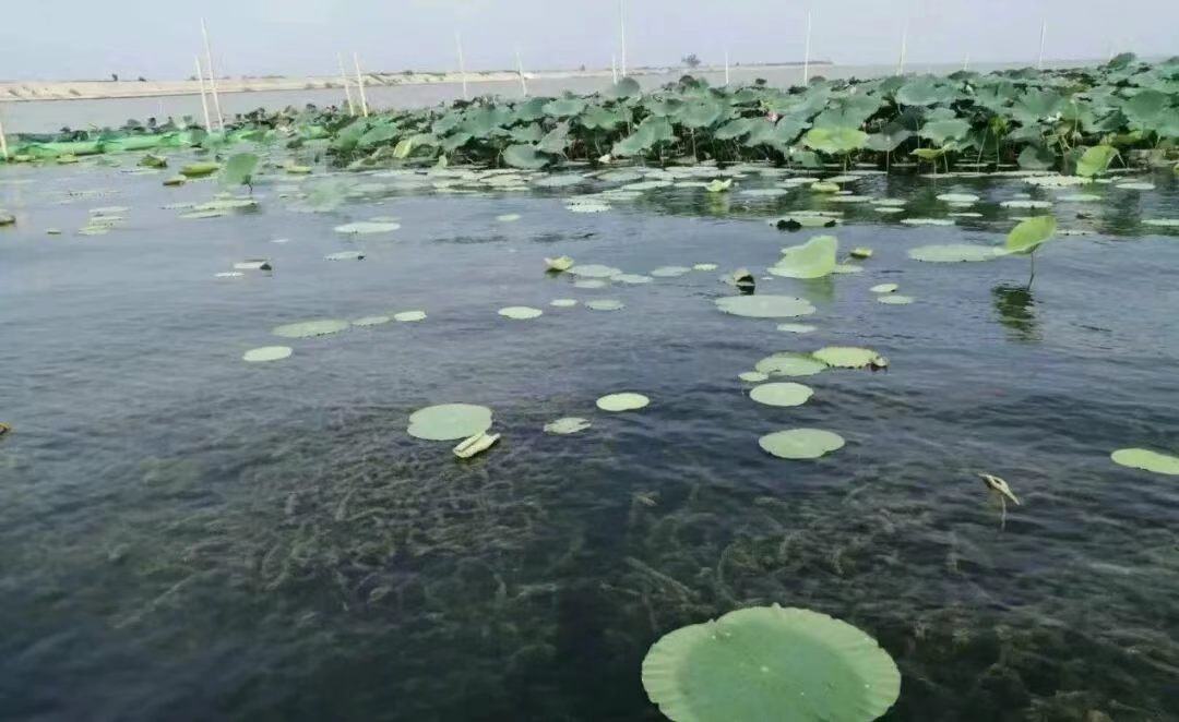 1767754206243789.png 《河湖底泥洗脱净化工程设计标准》11月起正式施行