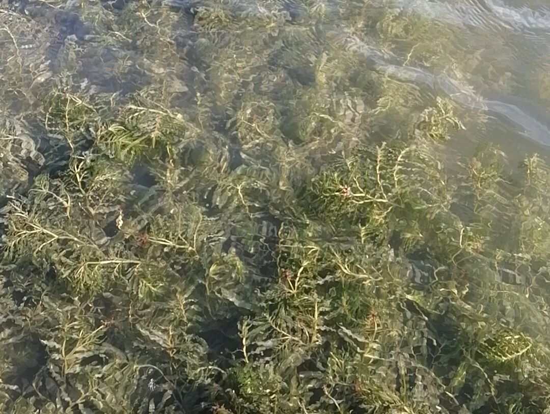 1767756432819927.jpg 洪湖自然保护区管理局局长游敏调研底泥洗脱生态修复试验项目