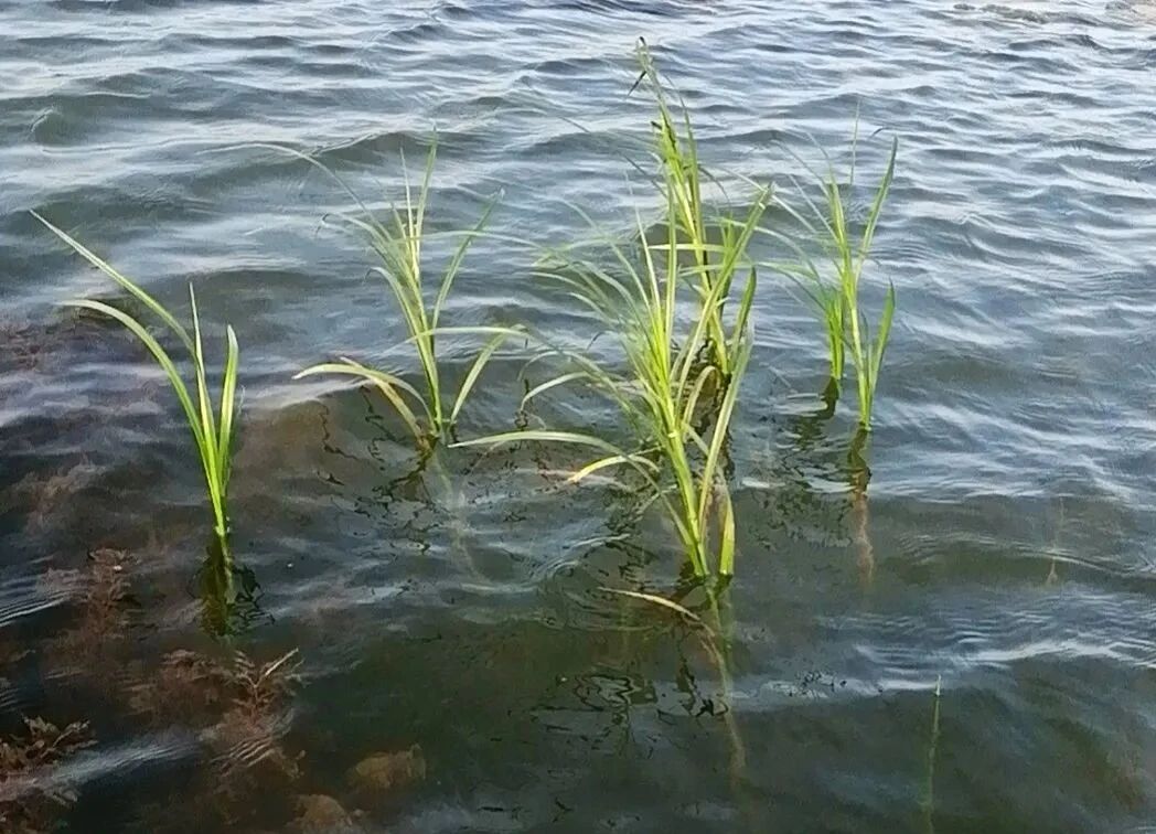 1767756456499057.jpg 洪湖自然保护区管理局局长游敏调研底泥洗脱生态修复试验项目