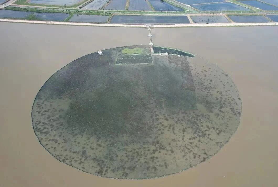 1767756476164952.jpg 洪湖自然保护区管理局局长游敏调研底泥洗脱生态修复试验项目