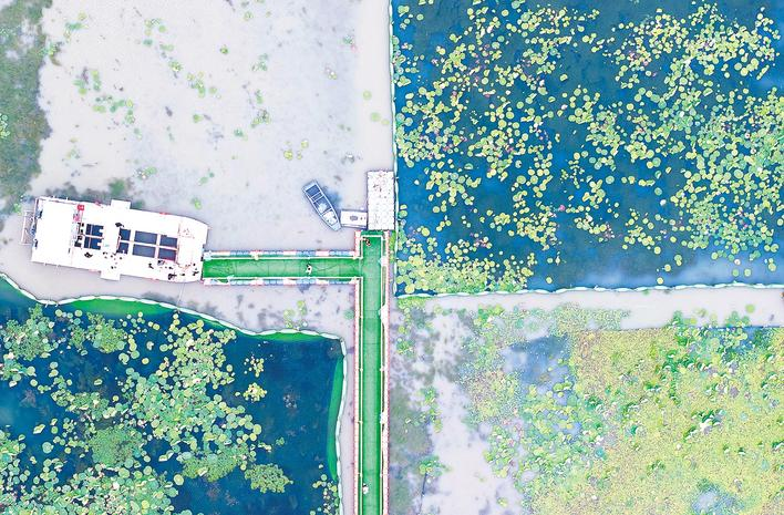 1767841348247974.png 《湖北日报》专版聚焦洪湖底泥洗脱生态修复试验项目治理成效