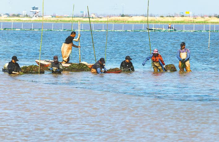 《湖北日报》专版聚焦洪湖底泥洗脱生态修复试验项目治理成效
