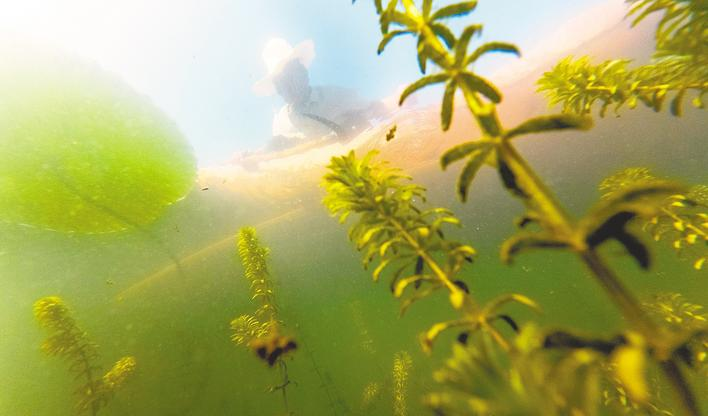 1767841491388765.png 《湖北日报》专版聚焦洪湖底泥洗脱生态修复试验项目治理成效