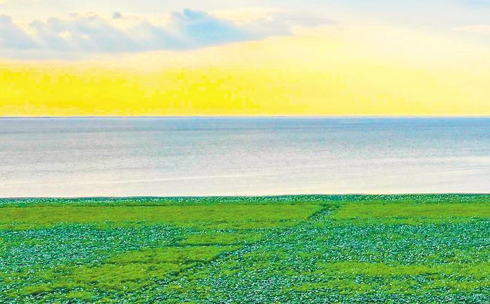 1767841539234666.png 《湖北日报》专版聚焦洪湖底泥洗脱生态修复试验项目治理成效