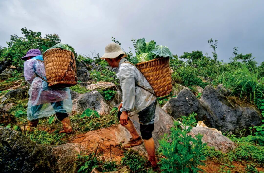 杨凌绿阳高新农业发展有限责任公司