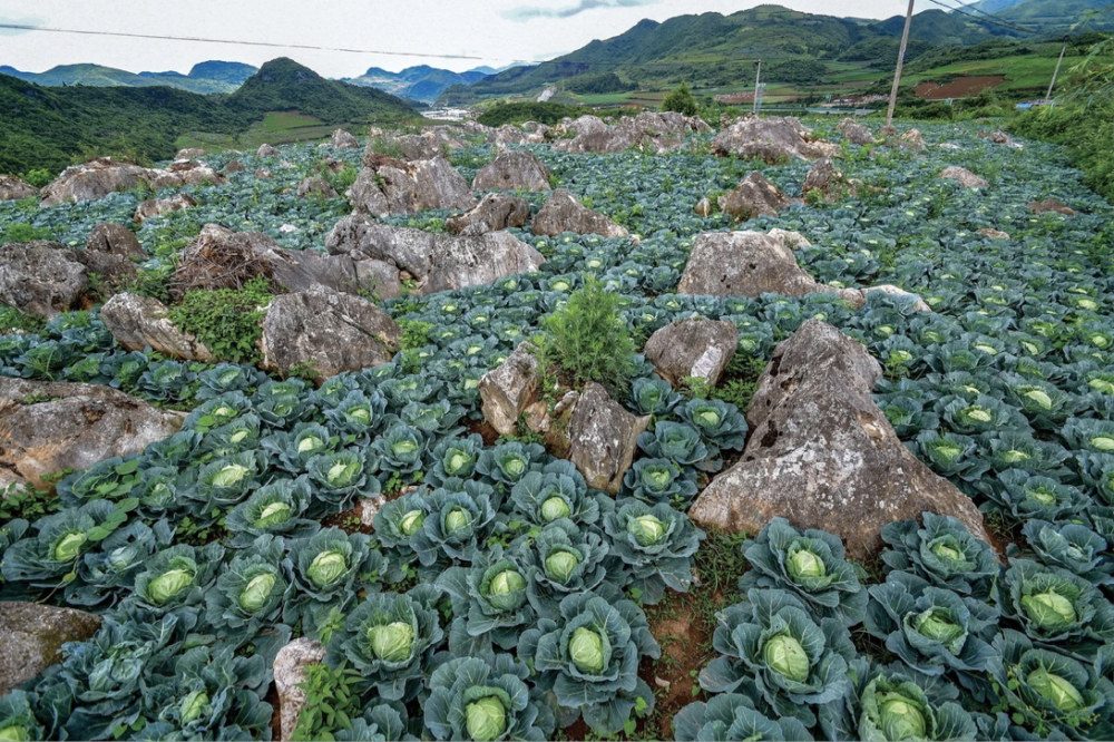 杨凌绿阳高新农业发展有限责任公司