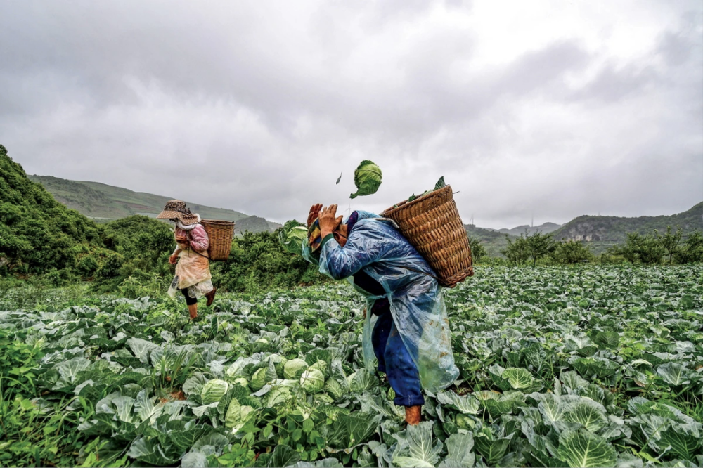 杨凌绿阳高新农业发展有限责任公司