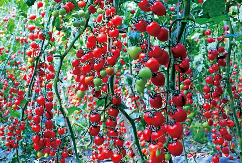 杨凌绿阳高新农业发展有限责任公司