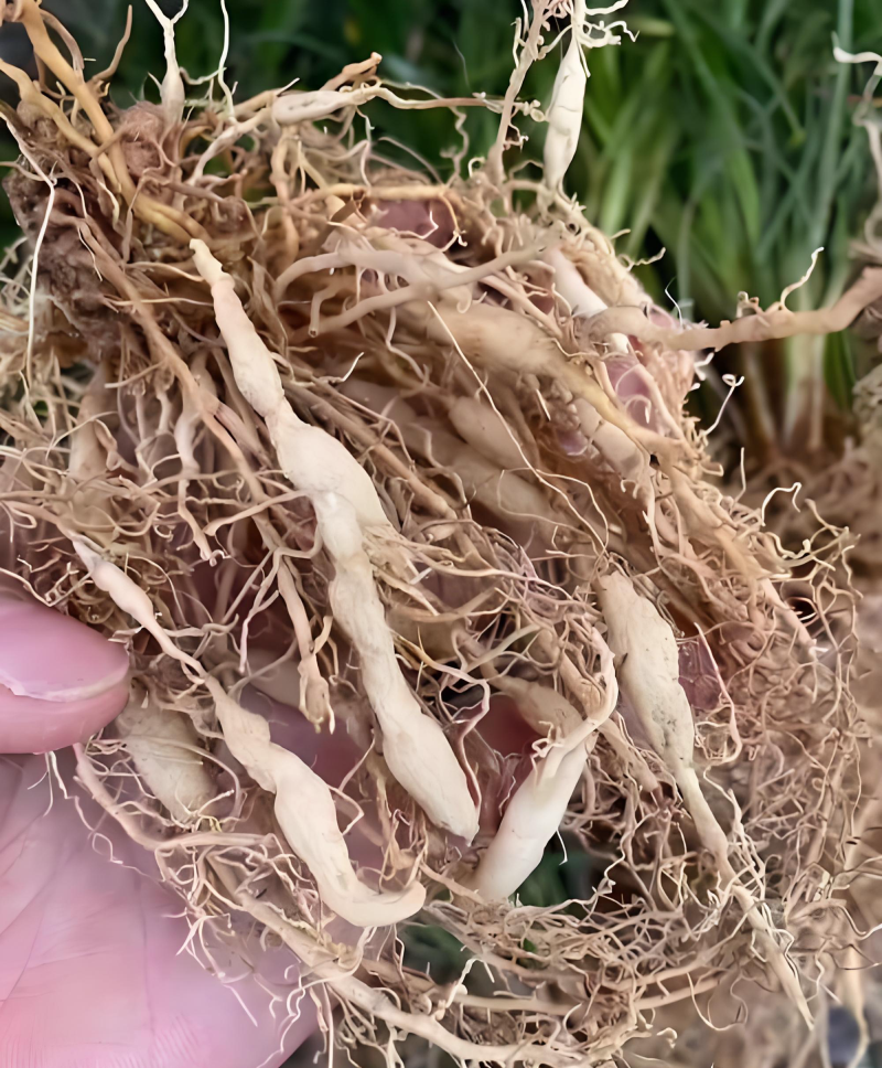 麦冬根须