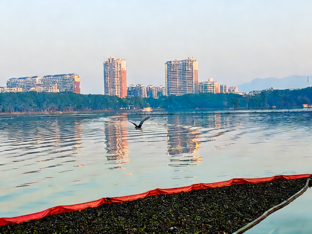 1769132008429701.png 安庆西小湖来了一批“挑剔”的客人