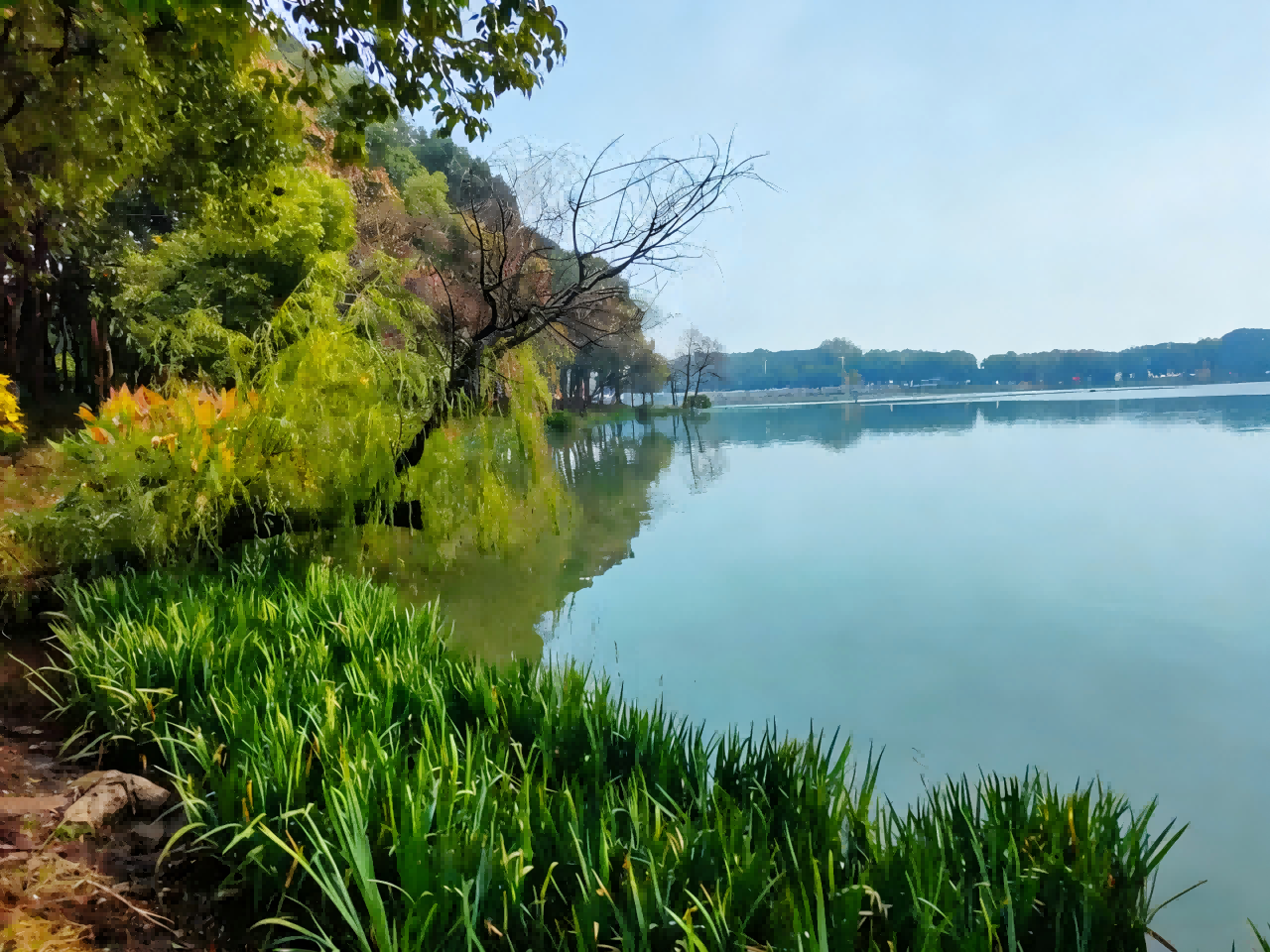 1769132406328087.png 安庆西小湖来了一批“挑剔”的客人