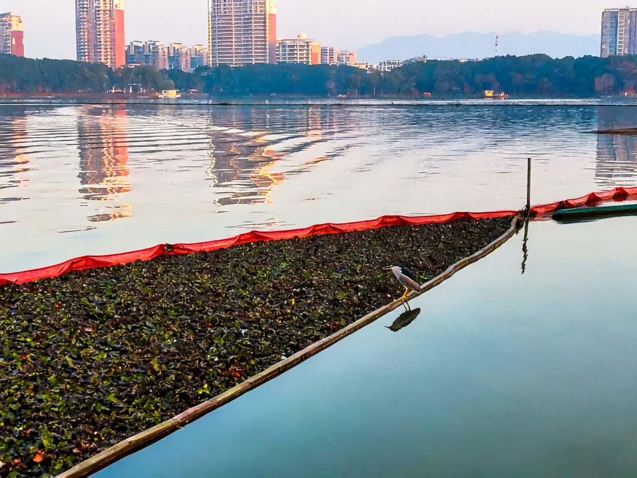 1769132529749637.png 安庆西小湖来了一批“挑剔”的客人