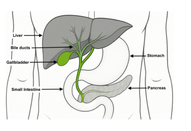 1769413143144720.png 特医全营养食品