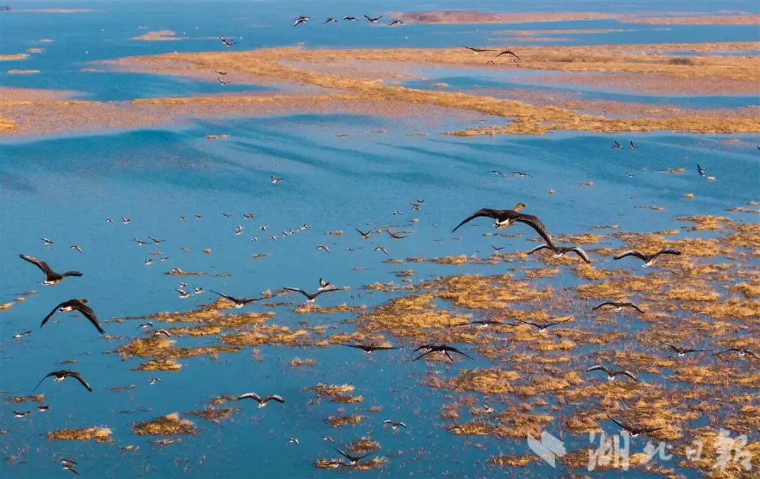 10万+候鸟给洪湖的好评