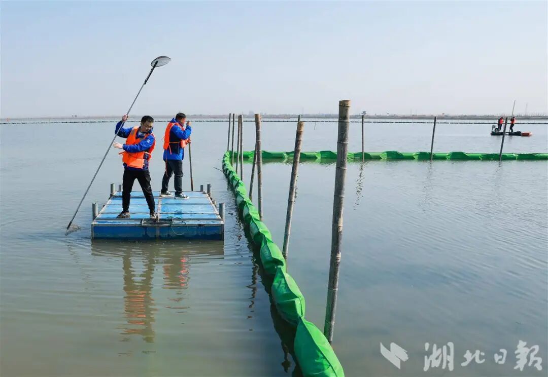 10万+候鸟给洪湖的好评