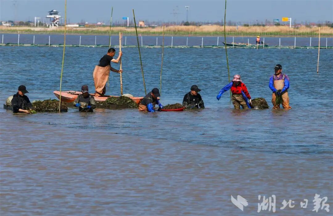 10万+候鸟给洪湖的好评