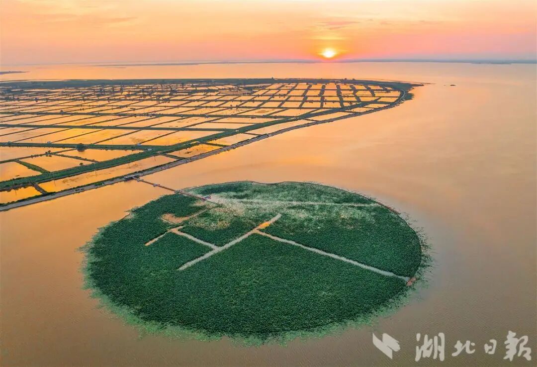 10万+候鸟给洪湖的好评