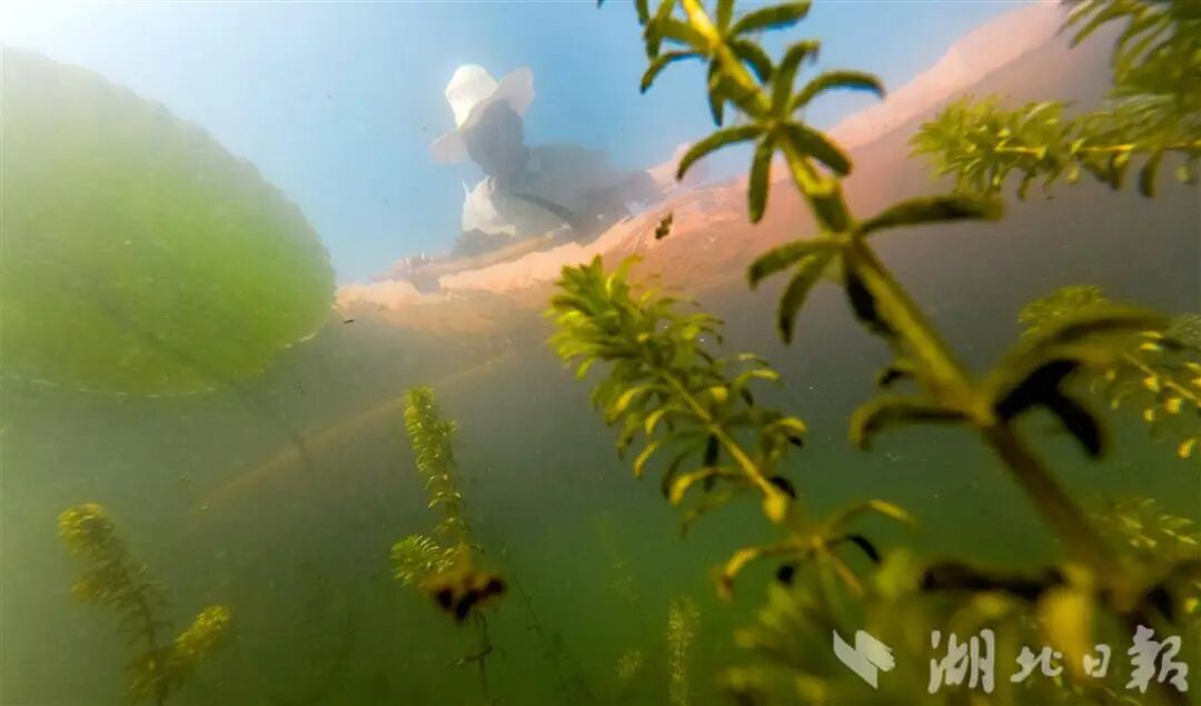 10万+候鸟给洪湖的好评