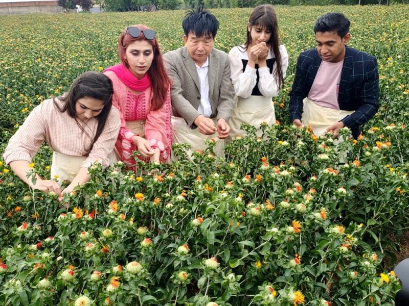 1770080400135753.jpg 卫红花