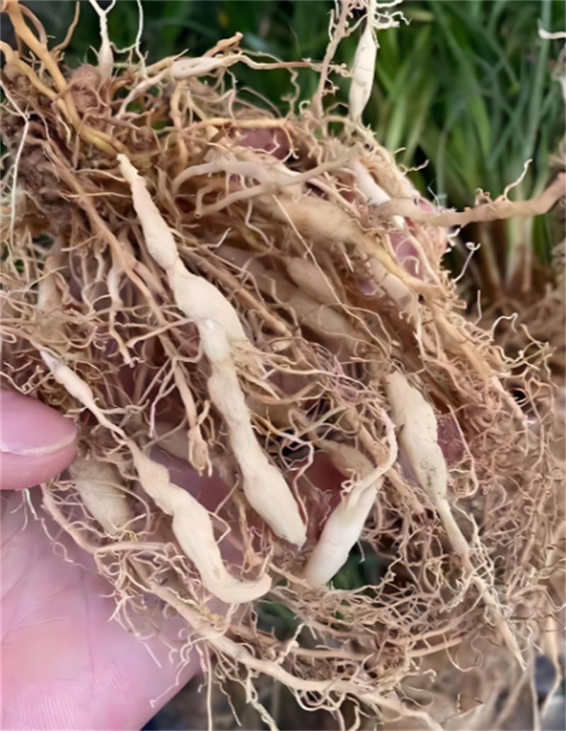 麦冬根须