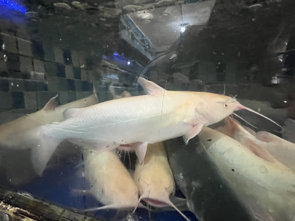 红沙