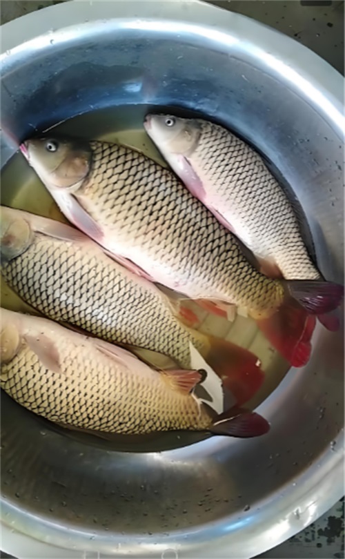 鲤鱼