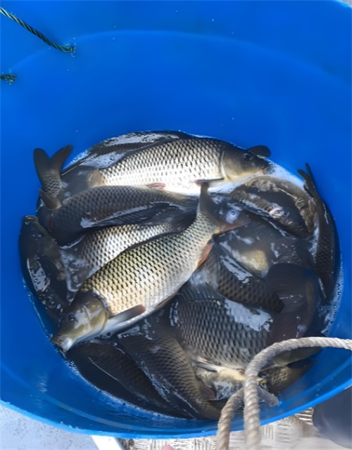 鲤鱼