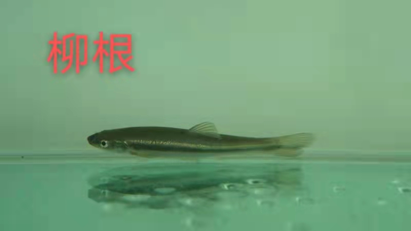 柳根