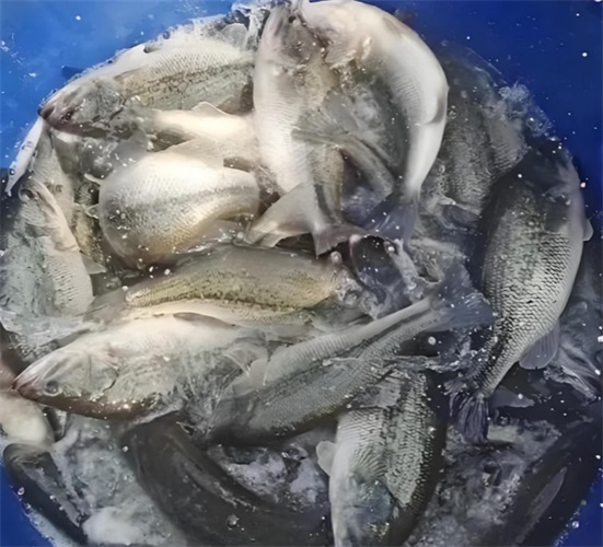 鲈鱼