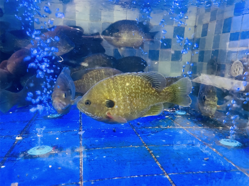 太阳鱼