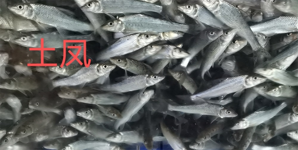 土凤