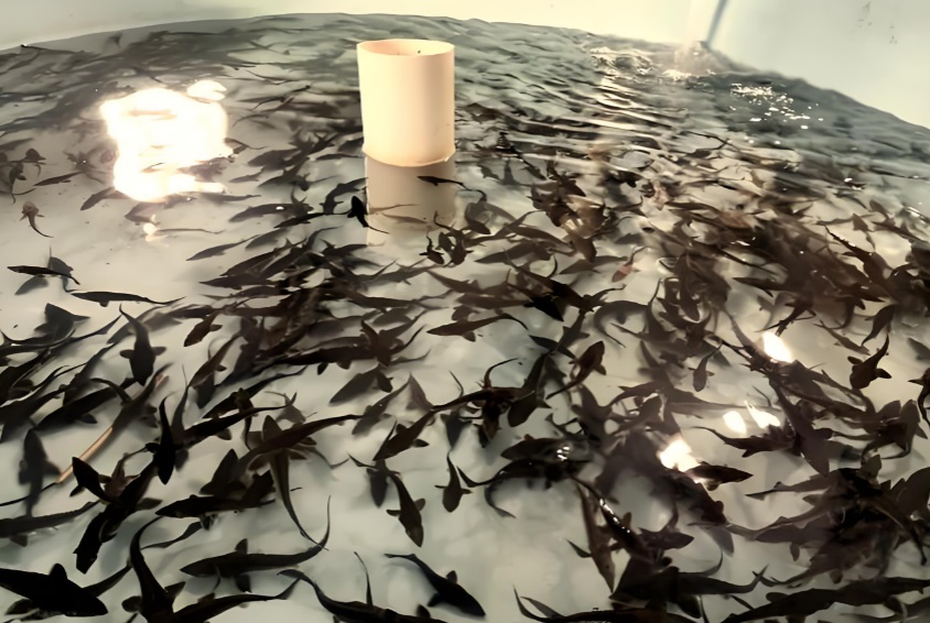 鲟鱼