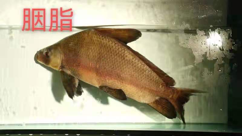 胭脂