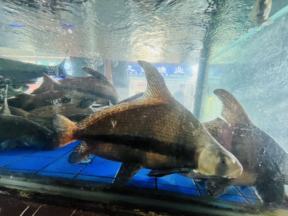 胭 脂鱼